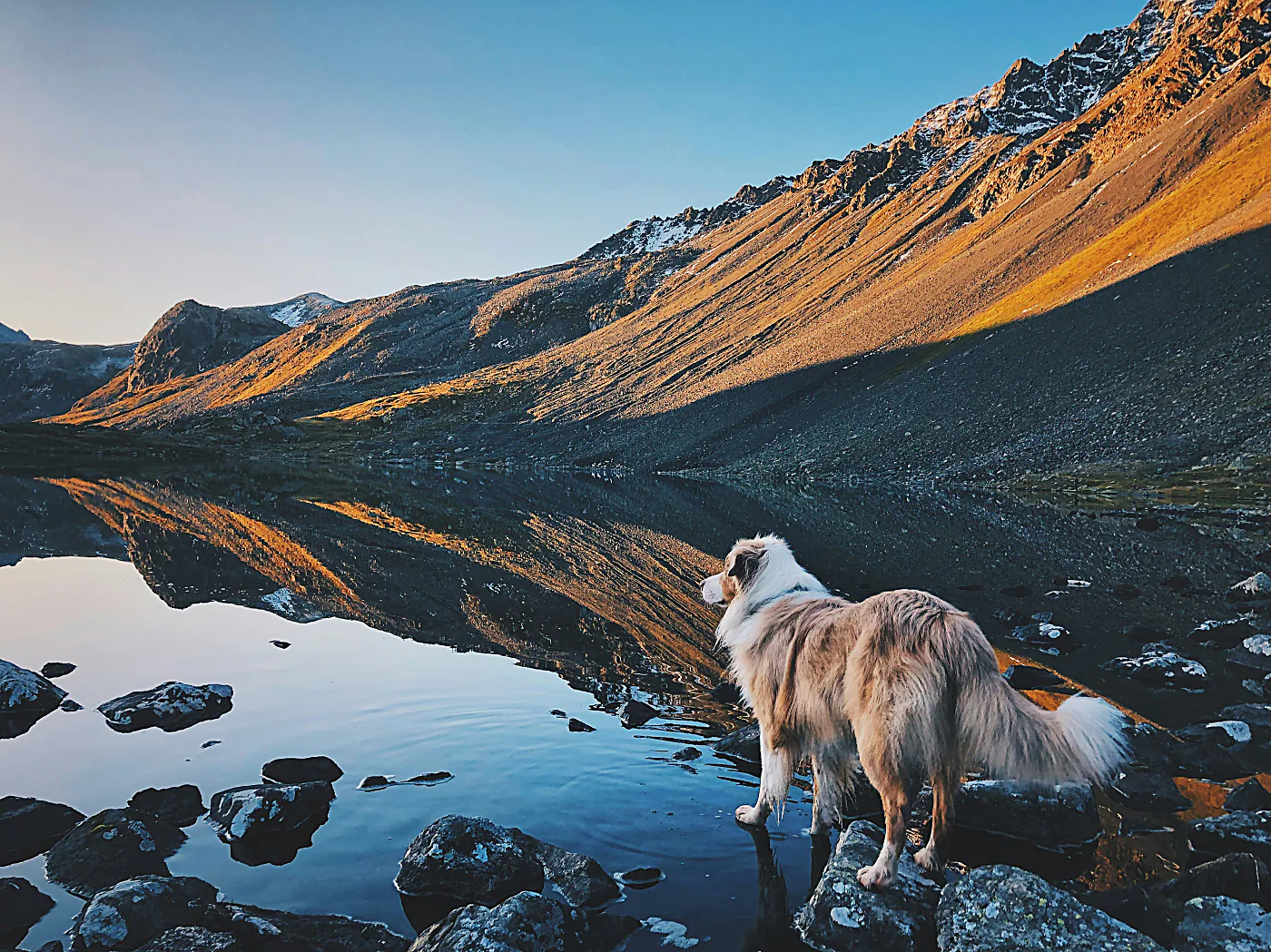 Perro junto a un lago de montaña al atardecer