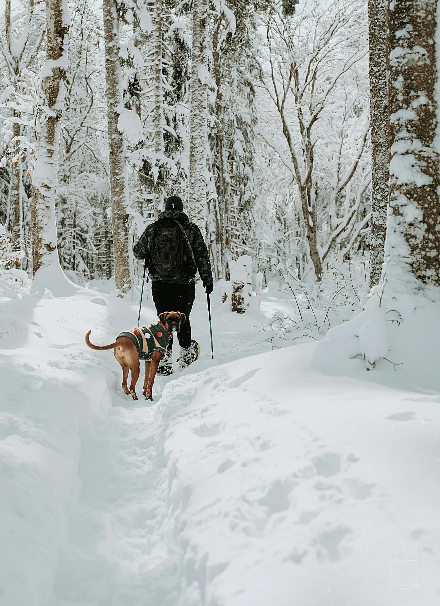 Una persona y su perro caminan por un bosque nevado