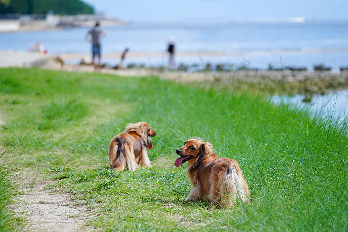 Dos perros se encuentran en un prado junto al lago
