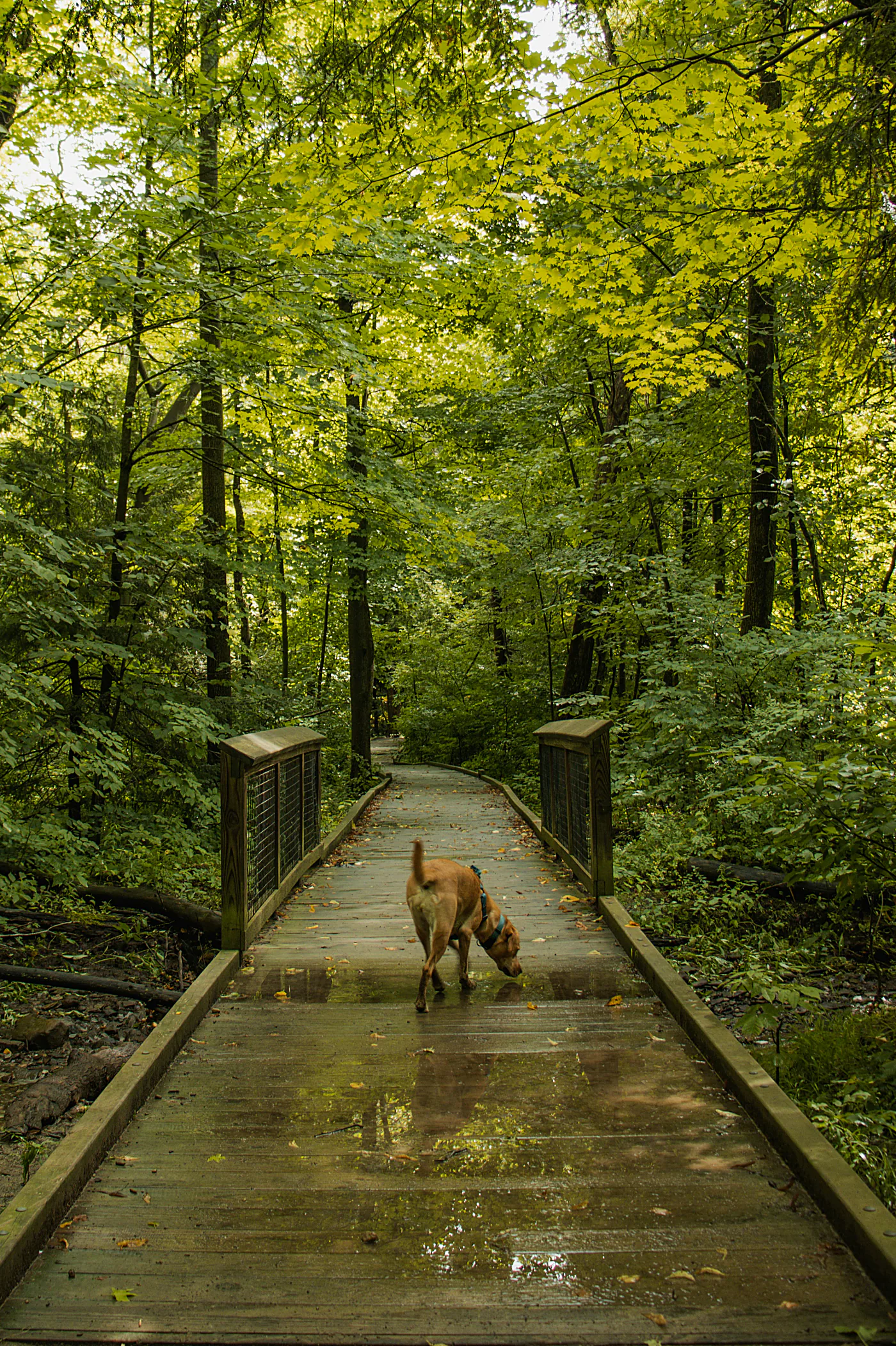 Perro en una pasarela de madera en un bosque de verano